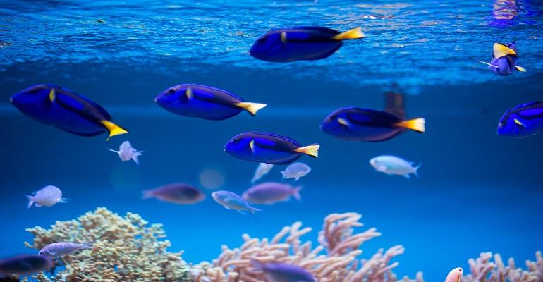 Witness Most Beautiful Underwater World – Scuba Diving in Dubai