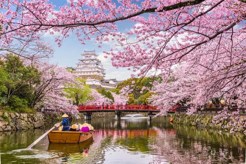 Your Guide To The Cherry Blossom Season In Japan