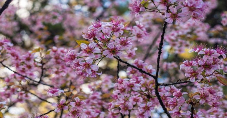 What is the Cherry Blossom Festival in Shillong?