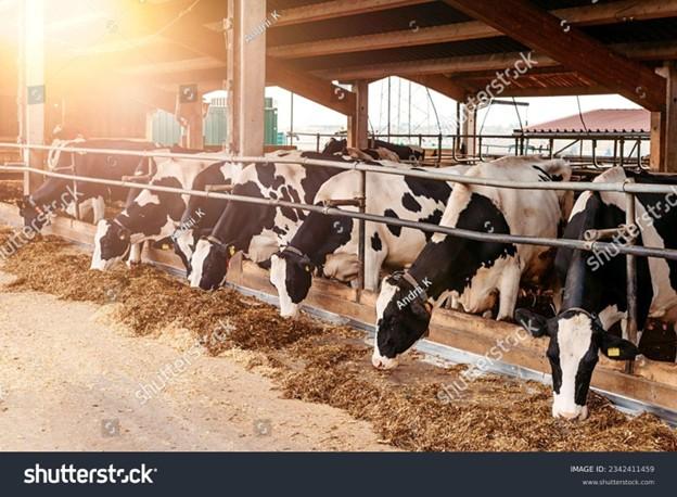 Dairy farm loans in India: Eligibility, benefits & online application