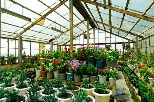 How to start a plant nursery business in India?